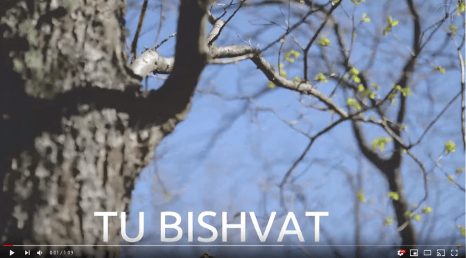 Tu Bishvat: The Jewish Holiday & “Birthday of the Trees”